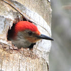 Red-bellied Woodpecker Video