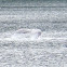 Humpback Whale