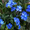Forget-me-not (Spominčice)