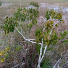 poisonwood