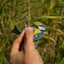 Blue tit