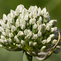 Onion