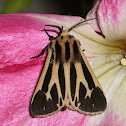 Apentisis phalerata
