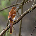 Brown Thrasher