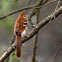 Brown Thrasher