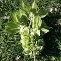 Elm seeds and leaves