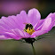 Western Honey Bee