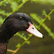 Pato de collar