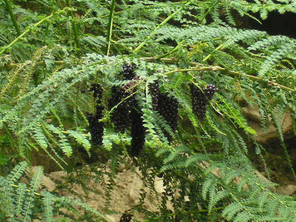 Spotting Image 1