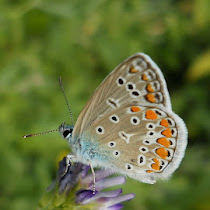 Insects of Romania