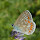 Insects of Romania