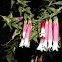 Fuchsia Heath