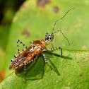 Assasin Bug