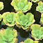 Water Cabbage