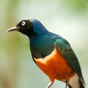 Superb Starling
