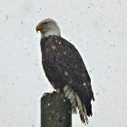 Bald eagle