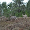 Whitetail Deer
