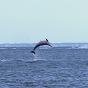 Bottle Nose Dolphin