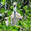 Great Blue Heron Chicks
