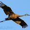 Sandhill Crane