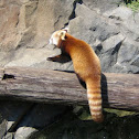 Red panda