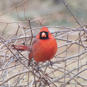 Cardinal