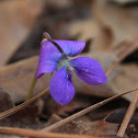 Common Blue Violet