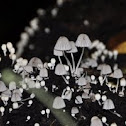 Funghi
