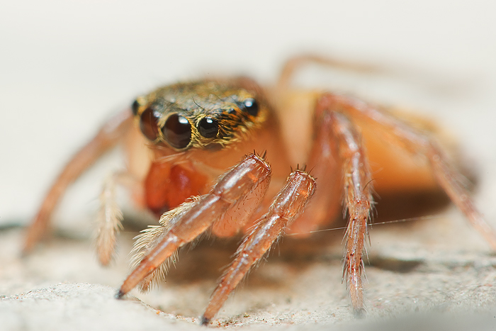 Female Adanson's House Jumper