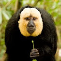 White-faced Saki monkey