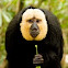 White-faced Saki monkey