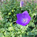 Bluebell, harebell