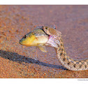 checkered keelback
