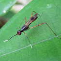 Stilt-legged Fly