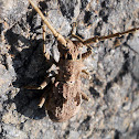 Long-Horned beetle