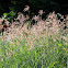 Wild Grass
