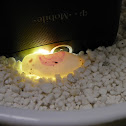 Leopard Gecko (egg)