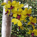 Orquidea