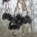 Nannyberry