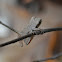 Spring Peeper
