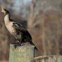 CORMORANT