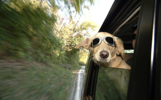 gafas para perros
