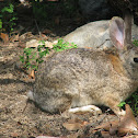 Audubon's Cottontail