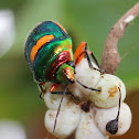 Green Jewel Bug