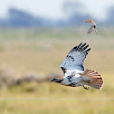 Red-tail Hawk