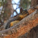 Douglas squirrel
