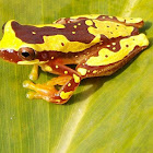 Rana, Dendropsophus ebraccatus
