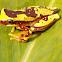 Rana, Dendropsophus ebraccatus