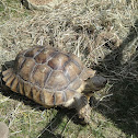Sulcata Tortoise