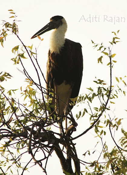 Spotting Image 1